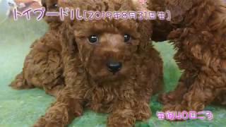 滋賀県｜トイプードル子犬｜2019.8.31生（生後40日目）｜レッド｜男の子・女の子｜ペットショップHUG