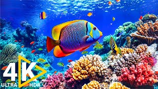 Discover the Ocean’s Wonders: Ocean 4K 🐠Beautiful Coral Reef, Sea Animals for Relaxation