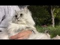 夜の公園が楽しくて仕方がない猫【8歳のラガマフィン】