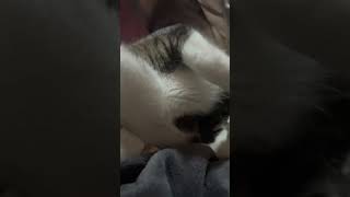 WAH PARAH INI YANG LAGI TIDUR #cat #cute #catlover #animals #shortvideo #shortsfeed #shorts#mycat