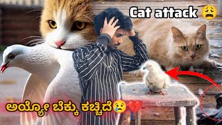 ಪಾರಿವಾಳಕ್ಕೆ ಬೆಕ್ಕು ಕಚ್ಚಿ ಏನಾಗಿದೆ ನೋಡಿ 😢💔🕊️||Prince loft ||pigeon attack on cat in Kannada 😫🥺💔