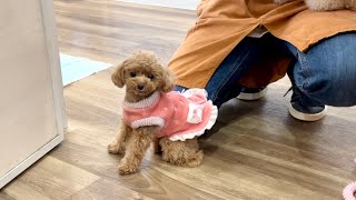 トリマーさんが好きすぎて親離れしてしまった犬【トイプードルのコロン】