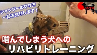 噛んでしまう犬のリハビリトレーニング　シャンプーの方法を一部お見せします！　【コーギーMIX　新太郎】　PSDドッグサポートセンター　いぬプロ　inupro　噛む　犬　リハビリ　しつけ　教育