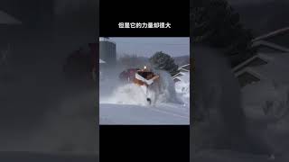 铁轨被积雪覆盖，那火车是如何安全通过的？