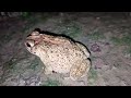 ব্যাঙের ডাক শব্দ প্রভাব ও পানিতে ডুব।frog sound effects and water dive