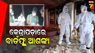 Bird Flu In Odisha | କେନ୍ଦ୍ରାପଡ଼ାରେ ବାର୍ଡଫ୍ଲୁ ଆଶଙ୍କା , ଭୋପାଳ ଲାବୋରୋଟୋରୀକୁ ଗଲା ନମୁନା