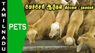 மேச்சேரி ஆடுகள் விற்பனைக்கு || Mecheri sheeps for sale || செம்மறி ஆடுகள் || Tamilnadu pets || Tamil