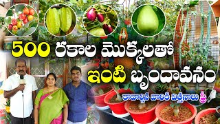 5 అడుగుల పొట్ల, నిగనిగలాడే పిచ్చుక పొట్ల |  మిత్రులకు సీడ్స్ | Terrace Garden | Vijaya Bharati