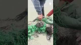 Baby seals cut loose from fishing net | ABC News