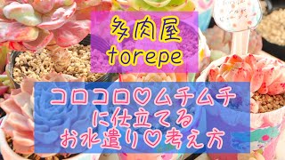 コロコロ♡ムチムチ苗に仕立てるお水遣り❤️育て方❤️考え方❤️多肉屋torepe