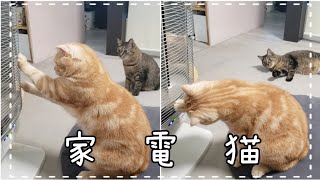 ヒーターの仕組みを調べる猫。