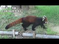 【八木山動物公園】レッサーパンダの母娘