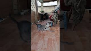 Video 198 about funny kittens #video #about #funny #kittens