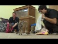 baby kangaroos looked after by volunteers in australia