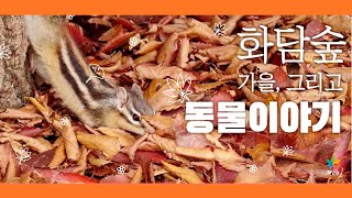 🍁 화담숲의 가을이 전하는 동물 이야기