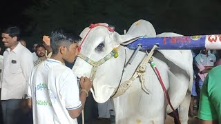 దాచేపల్లి 4పళ్ళు విభాగంలో నాల్గోవ బహుమతి విజేత 🏆PSRR బుల్స్ డాక్టర్  వెంకటేశ్వర రెడ్డి గారు వినుకొండ