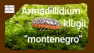 Armadilidium klugii montenegro