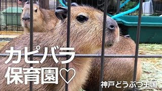 カピバラ保育園【神戸どうぶつ王国】可愛い赤ちゃんカピバラがいっぱい!! 癒されまくりの保育園❤