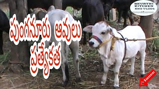 పుంగనూరు ఆవుల చరిత్ర// History of punganoor cows