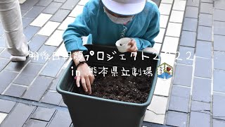 ④種植え（明後日朝顔プロジェクト）