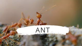 Ant | ว่าด้วยเจ้ามดตัวน้อยกำลังขนไข่นั้นเอง