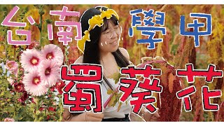 【台南學甲蜀葵花】2020||蜀葵花、紅藜麥田、小麥田、鼠尾草||不可錯過的網美拍照景點!Hollyhock flower field in Taiwan