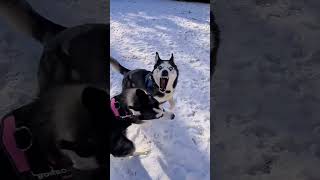 Ha nevado❄️ y eres un husky 😁 #happy #husky #snow #nieve