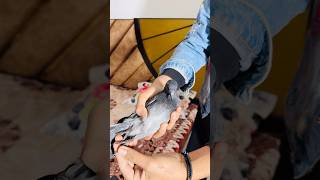 ये कौनसी नसल का कबूतर है 🤔😱🕊️ #pigeon #kabootar #viralshort #youtubeshort