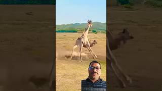 Lion intercepts giraffe animal fighting competition Animal wonderful moments Lion #viralreels #short