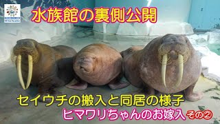 【セイウチ】水族館の裏側公開②！セイウチのお嫁入りとお引越し（伊勢シーパラダイス／水族館）