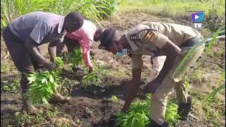 POLIISI E MUKONO EKUTTE OMUKAZI ABADDE ALIMA ENJAGA NAGISUBUZZA ABASILIKALE.