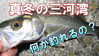 真冬の三河湾で何か釣れるの？と思ったらシーバス（セイゴ）が連続ヒット！シーバスロッドではパワーがありすぎるので、グニャ～と曲がるトラウト用ベイトタックルで楽しんでみた！釣行日：２０１５年１月中旬