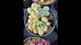 比爾蓋茨雙頭 多肉植物 succulents