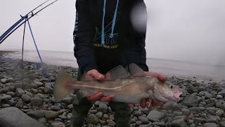 ON THE COD @ LILSTOCK , Bristol channel fishing