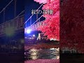 【紅の吊橋】　 紅葉 ライトアップ shorts