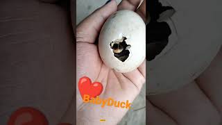 #babyduck ଅଣ୍ଡା ଭିତରୁ କେମିତି ପାଟି କରୁଛି ବାହାରିବାକୁ#viral