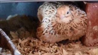 Tribute to Mama T, a blind quail who raised over 200 chicks