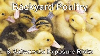 Backyard Poultry \u0026 Salmonella Exposure Risks