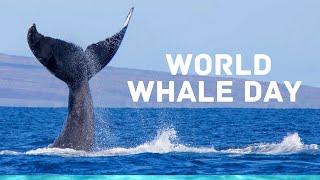 World Whale Day | World Whale Day 2023