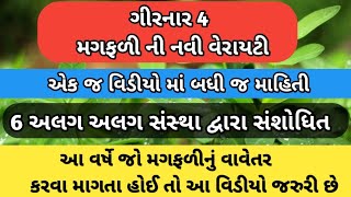 ગીરનાર 4 મગફળી ની સંપુર્ણ માહિતી | girnar 4 groundnut | New Magfali beej