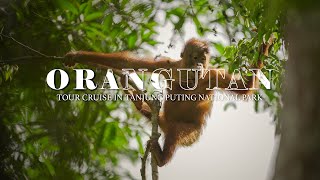 Orangutan Tour Cruise in Tanjung Puting National Park