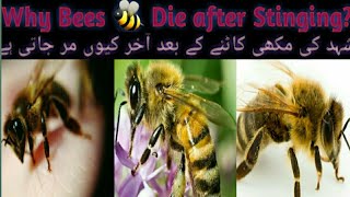 Why do Bees 🐝 die after Stinging?