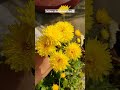 yellow chandramallika shorts viralvideo trending flowers youtubeshorts youtube viralshorts