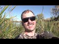 hunting early season geese in wyoming opening weekend duck and goose hunt