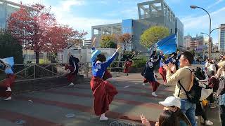 【桜華】おやちゃい村 収穫祭 2024 / 鳴子演舞流し会場）/ 産業文化センター / 2024.11.17 #yosakoi #dance