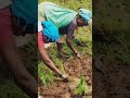 कोकणातील शेती✨🌾 मी कोकणी मुलगी kokan viral public शेती