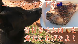 ニュージーランド産の骨付きラム肉のブロックを愛犬達にあげたよ！「ジャーマンシェパード」「ホワイトスイスシェパード」#ジャーマンシェパード  #ホワイトスイスシェパード