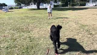 Teaching recall with 9 month old Labradoodle