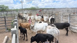 FEIRA DE GADO EM CAMPINA GRANDE-PB TERÇA FEIRA 25/02/2025