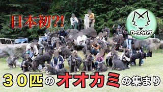 日本初・ウルフの大群が集結しました【第一回・ローズウルフ会 in 静岡県】